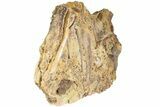 Dinosaur Tendons and Bones in Sandstone - Wyoming #228358-7